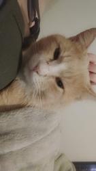 Lost Male Cat last seen Dollar general and circle k near archers crossing apmts, Warrenville, SC 29851