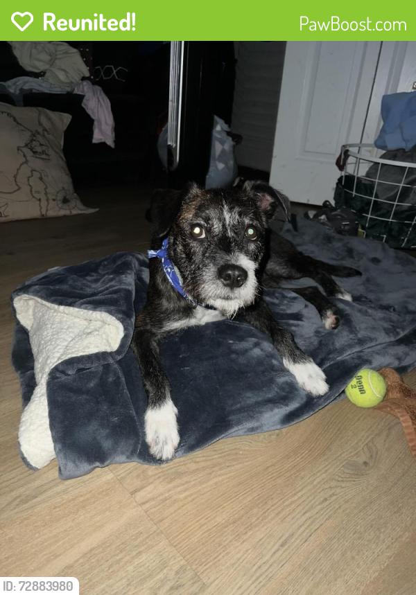 Reunited Male Dog last seen Garden ests, Miami, FL 33186