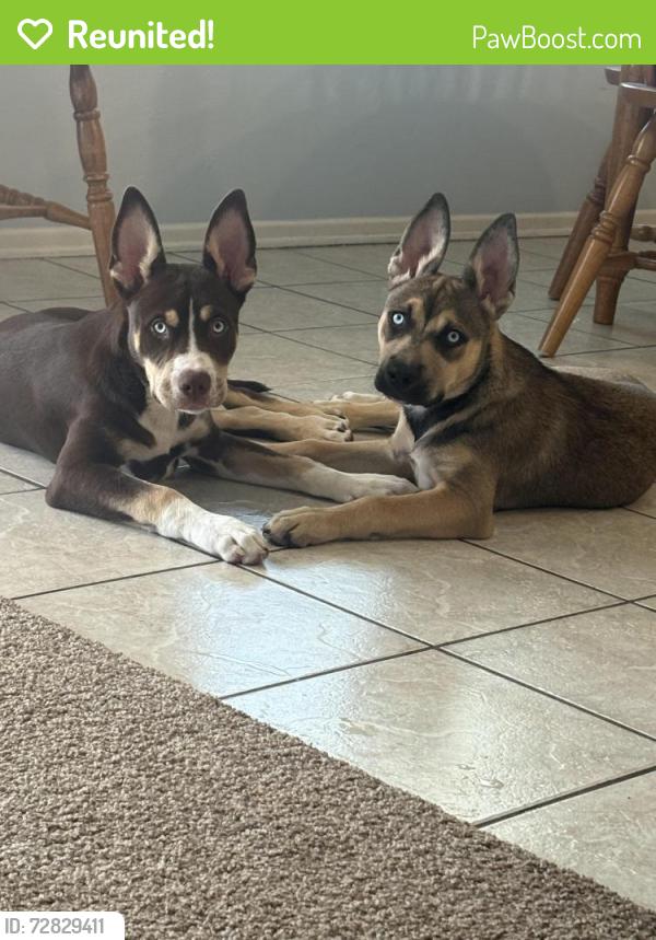 Reunited Male Dog last seen Grande ave, Wildomar, CA 92595