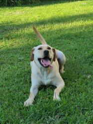 Reunited Male Dog last seen Circle K, Robeson Street, Fayetteville, NC 28305