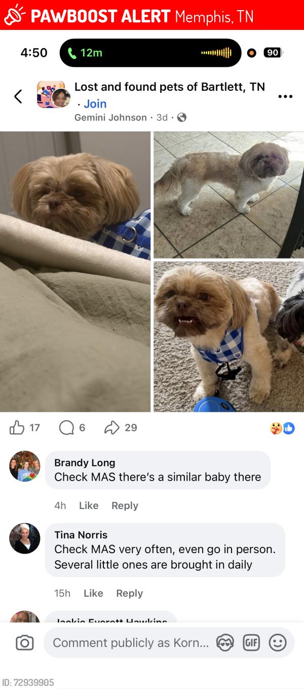 Lost Female Dog last seen Dexter rd, Memphis, TN 38016