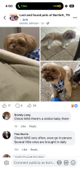 Lost Female Dog last seen Dexter rd, Memphis, TN 38016
