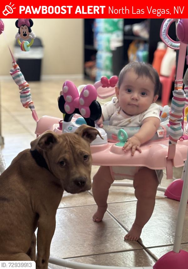 Lost Male Dog last seen Belmont/ lake mead, North Las Vegas, NV 89030