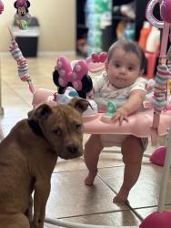 Lost Male Dog last seen Belmont/ lake mead, North Las Vegas, NV 89030