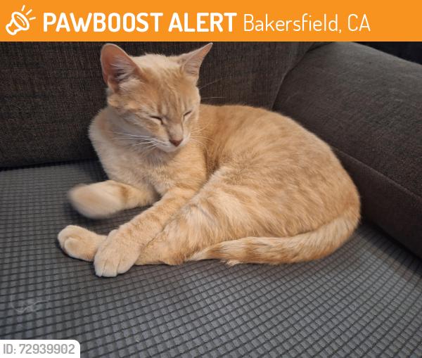 Found/Stray Male Cat last seen Oswell and Zephyr Ln., Bakersfield, CA 93307