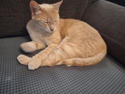 Found/Stray Male Cat last seen Oswell and Zephyr Ln., Bakersfield, CA 93307