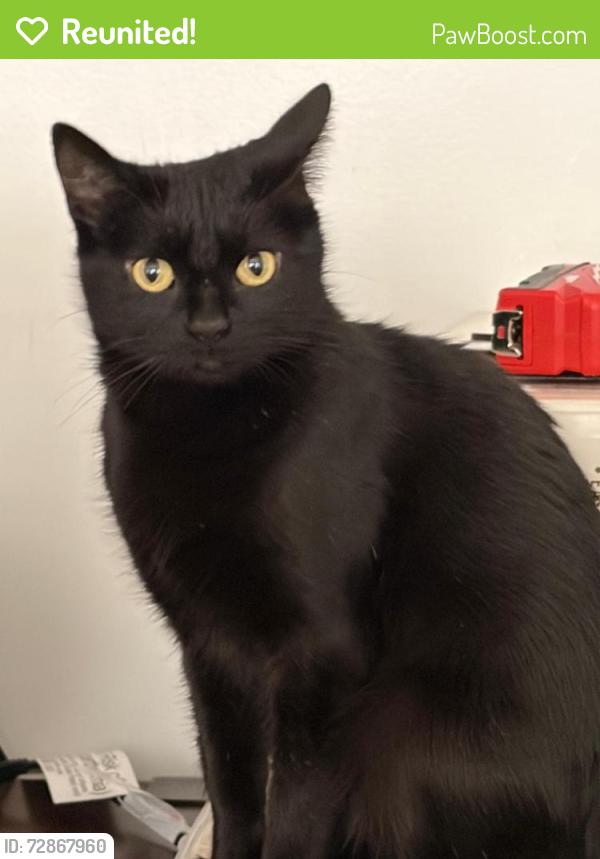 Reunited Female Cat last seen Washtenaw and Ardmore, Chicago, IL 60659