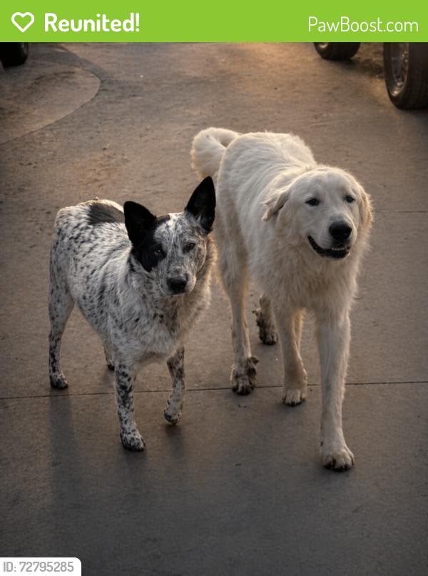 Reunited Male Dog last seen Madison St Victoria Ave, Riverside, CA 92504