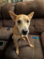 Reunited Female Dog last seen 4th and osuna , VILLAGE OF LOS RANCHOS, NM 87107