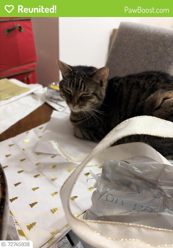 Reunited Female Cat last seen Near Creekside Drive, Morganton NC, Morganton, NC 28655