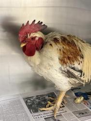 Shelter Stray Male Bird last seen Near BLOCK ONTARIO AVE, RIVERSIDE, CA, Jurupa Valley, CA 92509