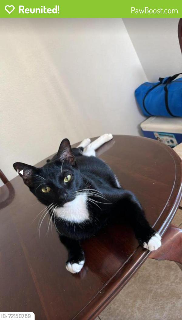 Reunited Male Cat last seen Andros Lane, at Crescent Wynd Bay Community , Four Corners, FL 34747