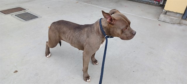 Shelter Stray Female Dog last seen , Irwindale, CA 91706