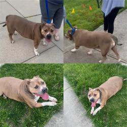 Reunited Male Dog last seen Avon Ave & 100 South. Neighborhood across from Cedar Elementary called Woodland Heights, Avon, IN 46123