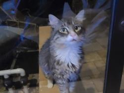 Found/Stray Female Cat last seen Sweetwater & Spring Valley Rds, Blanton, fl, Pasco County, FL 33523