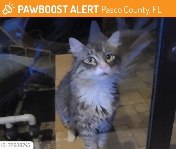 Found/Stray Female Cat last seen Sweetwater & Spring Valley Rds, Blanton, fl, Pasco County, FL 33523