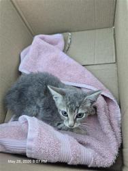Shelter Stray Female Cat last seen MISSION GRANDE, San Antonio, TX 78227