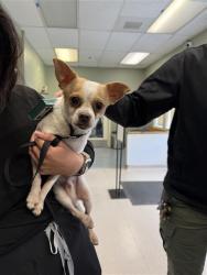 Shelter Stray Male Dog last seen Near BLK ATLANTIC AVE, LONG BEACH, CA 90805, Long Beach, CA 90815