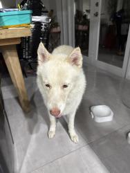 Reunited Unknown Dog last seen 34th Ave, Fort Lauderdale, FL 33312