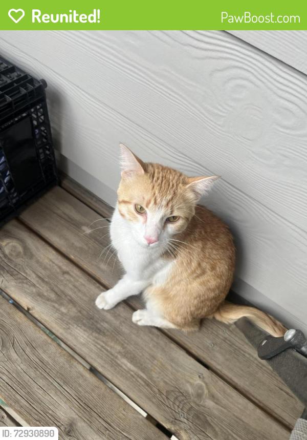 Reunited Unknown Cat last seen 90th and Pierce, Westminster, CO 80021
