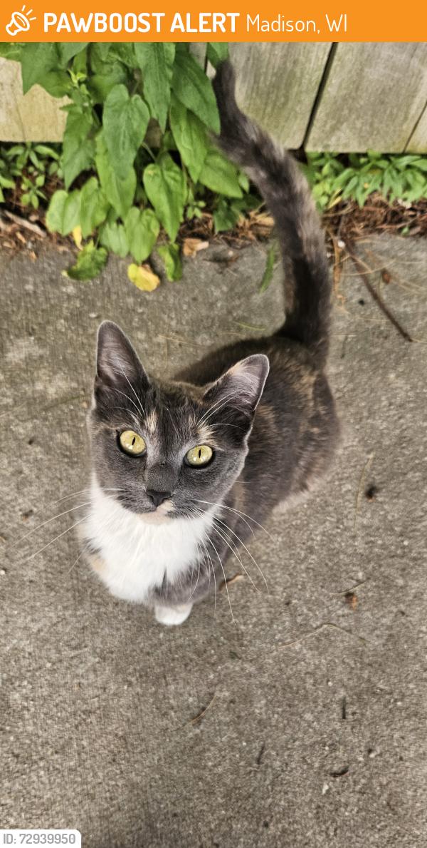 Found/Stray Unknown Cat last seen Ruskin St and Winchester St, Madison, WI 53704
