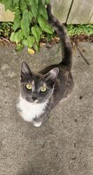 Found/Stray Unknown Cat last seen Ruskin St and Winchester St, Madison, WI 53704