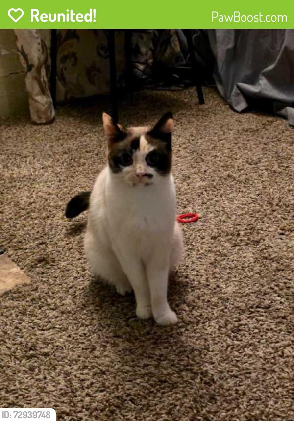 Reunited Female Cat last seen McDonald's , Georgetown, PA 18702