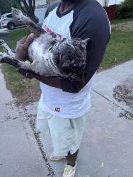 Found/Stray Unknown Dog last seen Waco and Iliff, Aurora, CO 80013
