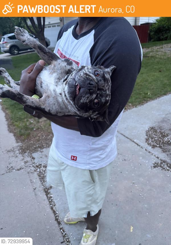 Found/Stray Unknown Dog last seen Waco and Iliff, Aurora, CO 80013