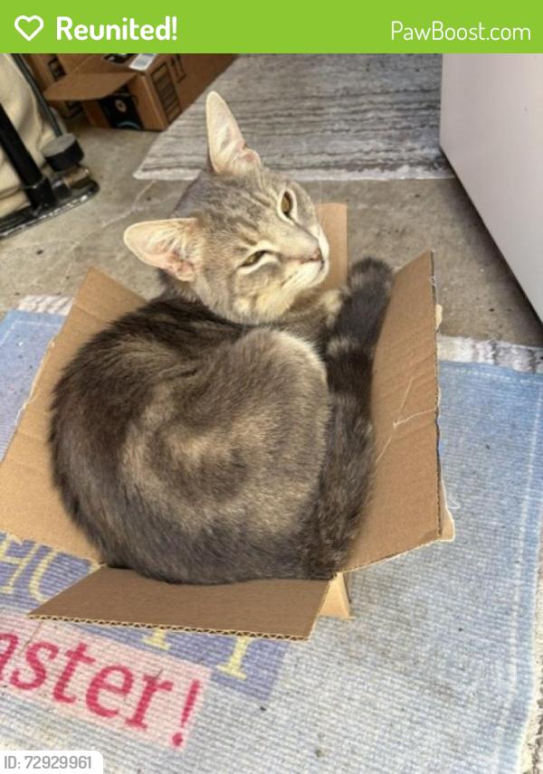 Reunited Male Cat last seen Brown and Lincoln, Healdsburg, CA 95448