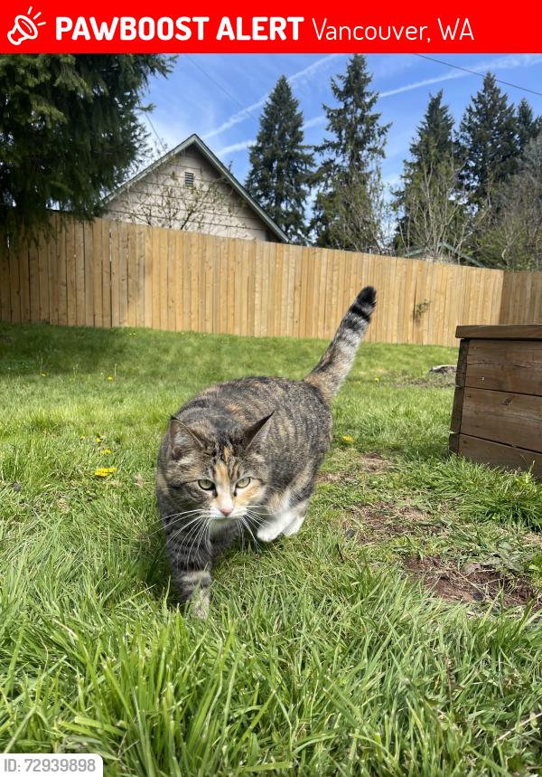 Lost Female Cat last seen 6th st by dark park hazeldell, Vancouver, WA 98685