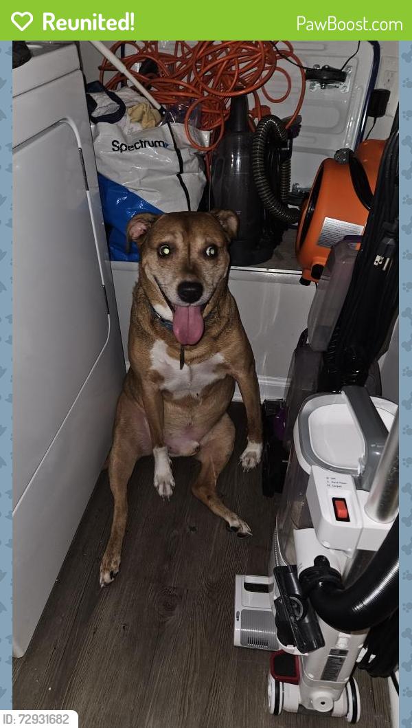 Reunited Male Dog last seen Eden, Cayce, SC 29033
