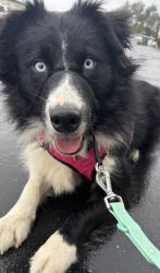 Reunited Female Dog last seen Old Auburn road Citrus Heights , Citrus Heights, CA 95610