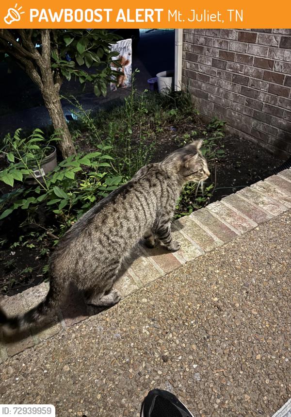 Found/Stray Female Cat last seen Golden bear gateway , Mt. Juliet, TN 37122