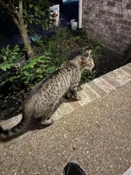 Found/Stray Female Cat last seen Golden bear gateway , Mt. Juliet, TN 37122