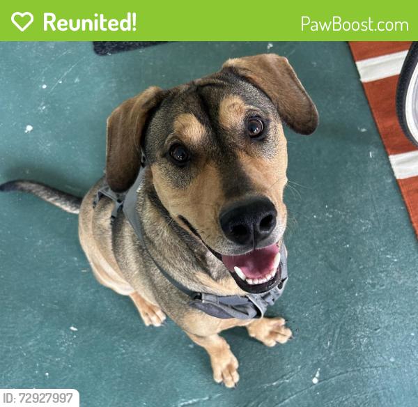 Reunited Male Dog last seen Seawolf and Silverpines, Houston, TX 77062