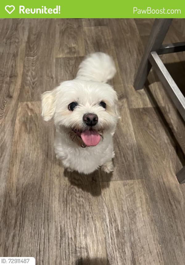 Reunited Female Dog last seen James norris rd, Angier, NC 27501