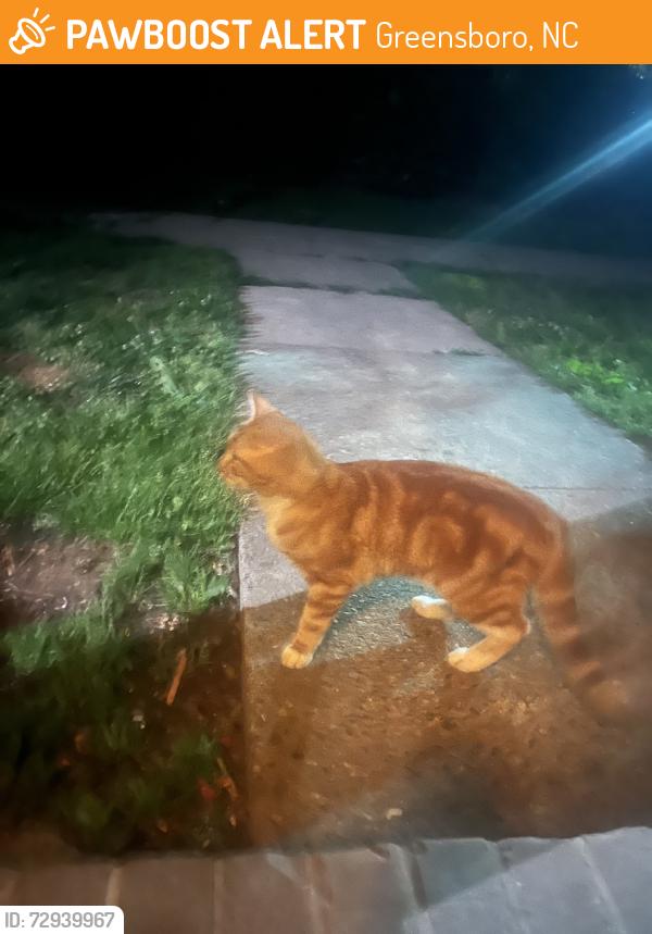 Found/Stray Unknown Cat last seen Phillips ave, Greensboro, NC 27405