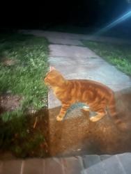 Found/Stray Unknown Cat last seen Phillips ave, Greensboro, NC 27405