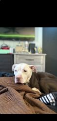 Found/Stray Female Dog last seen France’s rd, Flint, MI 48506