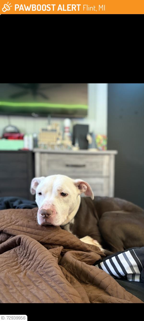 Found/Stray Female Dog last seen France’s rd, Flint, MI 48506
