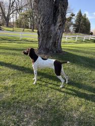Reunited Female Dog last seen Near the Spectrum sports fields in Ramsey., Ramsey, MN 55303
