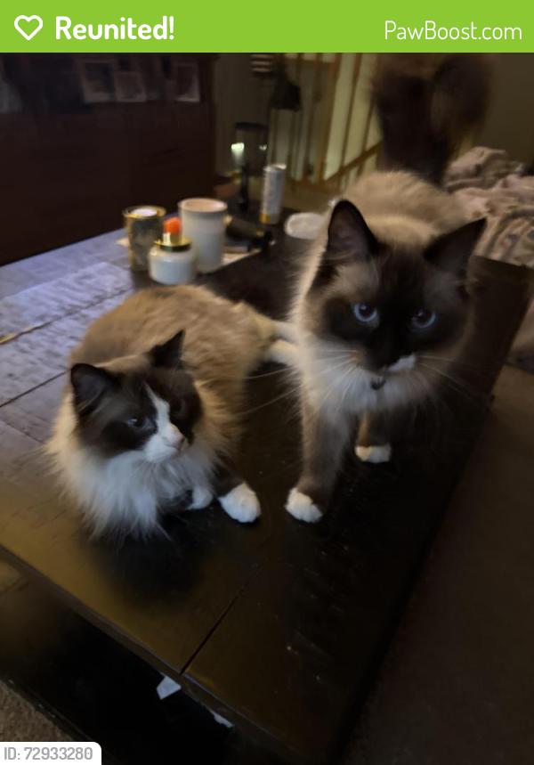 Reunited Male Cat last seen Larry Forrest Park, Somerset, WI 54025