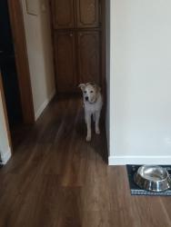 Reunited Male Dog last seen 119th and Western near Soda Pops, Oklahoma City, OK 73170