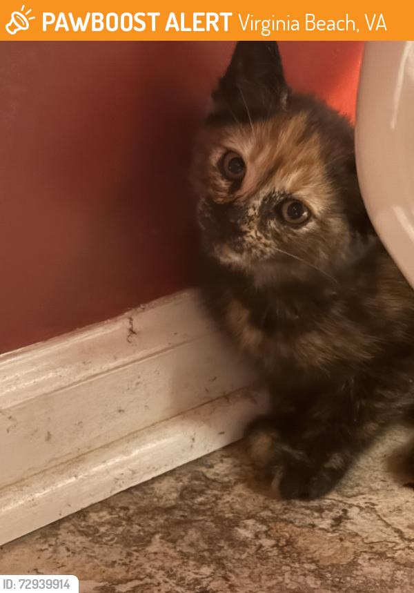 Found/Stray Unknown Cat last seen  Bernstein Drive, Virginia Beach, VA 23454