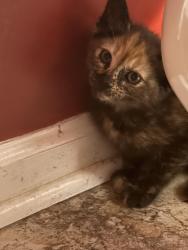 Found/Stray Unknown Cat last seen  Bernstein Drive, Virginia Beach, VA 23454