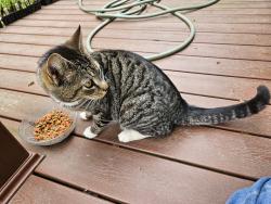 Found/Stray Female Cat last seen Townline Road 162, Wakeman, OH 44889