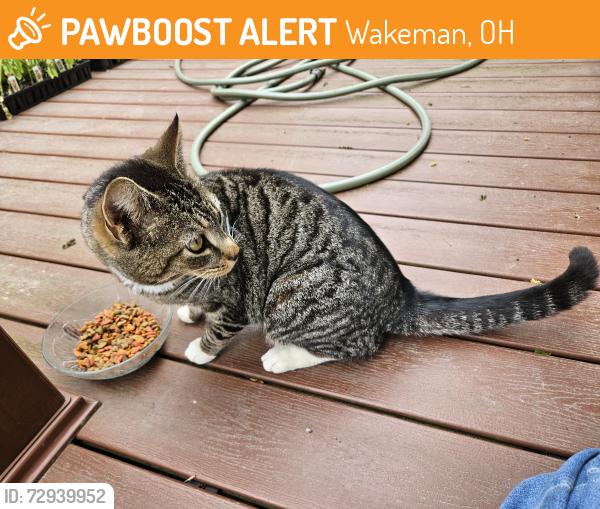 Found/Stray Female Cat last seen Townline Road 162, Wakeman, OH 44889