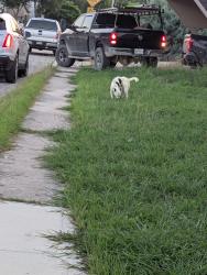 Found/Stray Male Dog last seen Boxer bay, millrock pass, San Antonio, TX 78233