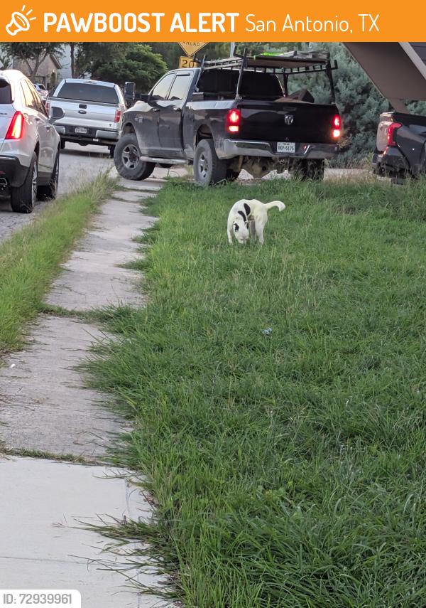 Found/Stray Male Dog last seen Boxer bay, millrock pass, San Antonio, TX 78233